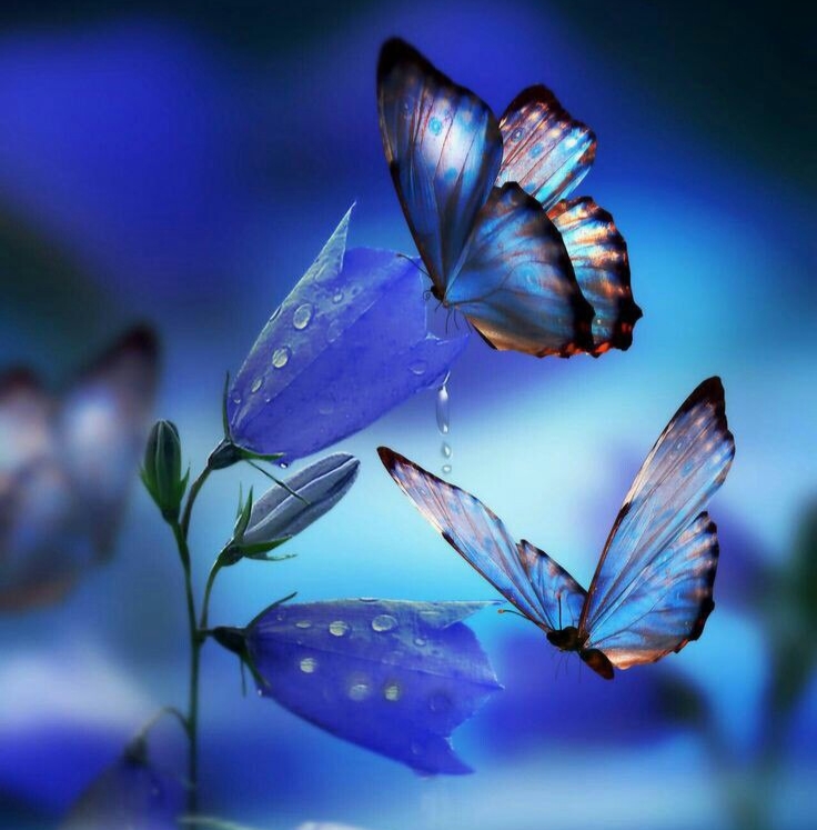 世界上最美丽的八种蝴蝶，你知道多少？