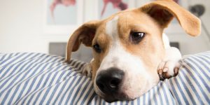 如何判断狗狗是否发烧了？了解狗发烧3大症状