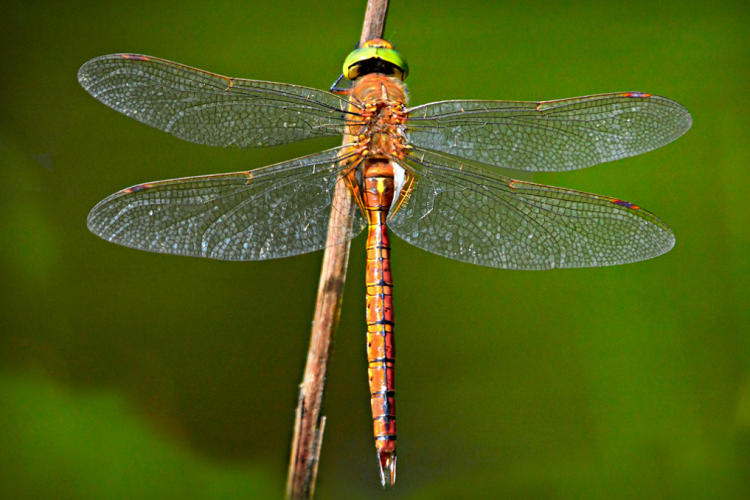 关于蜻蜓的翅膀，你知道多少？