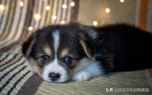 犬瘟中期有哪些症状？（犬瘟怎么治疗）