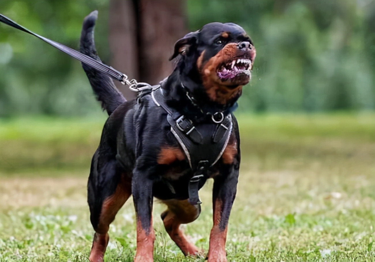 世上最凶猛的十大恶犬