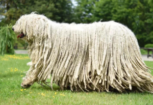 拖把狗：可蒙犬，一种古老的大型犬类