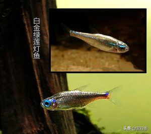 宝莲灯鱼，鱼缸中的一抹耀眼的色彩（宝莲灯鱼的介绍）
