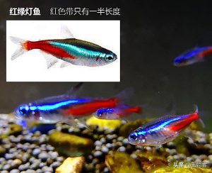 宝莲灯鱼，鱼缸中的一抹耀眼的色彩（宝莲灯鱼的介绍）