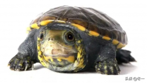 入门乌龟怎么选？入门蛋龟的对比与推荐，还有高端蛋龟鉴赏