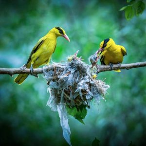 黄鹂鸟——大自然中最会“唱歌”的鸟类它也是仪表美的代表