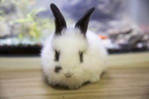 小兔子温顺可人，小兔子怎么养？怎么照顾兔子？