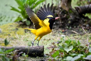 黄鹂鸟——大自然中最会“唱歌”的鸟类它也是仪表美的代表