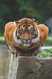 藏獒vs老虎！如果3只藏獒vs1头老虎，老虎能支撑多久呢？