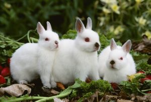 兔子的寿命有多长？兔子寿命0.2，15年，差异显著