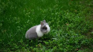小兔子温顺可人，小兔子怎么养？怎么照顾兔子？