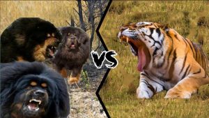 藏獒vs老虎！如果3只藏獒vs1头老虎，老虎能支撑多久呢？