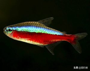 宝莲灯鱼，鱼缸中的一抹耀眼的色彩，宝莲灯鱼的介绍