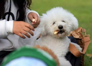 怎么饲养泰迪犬？饲养注意事项