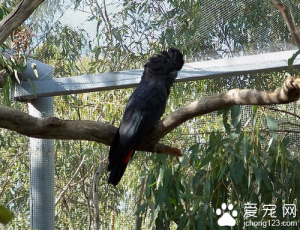红尾黑凤头鹦鹉饲养方式，如何正确饲养红尾黑凤头鹦鹉？