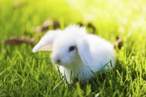 小白兔喜欢吃什么？小白兔的食物是什么？