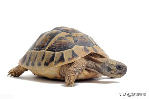 乌龟的生活习性有哪些？乌龟是怎么呼吸的？