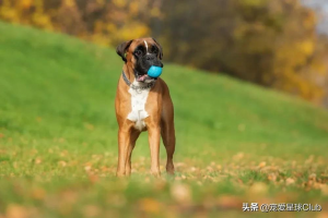 德国拳师犬饲养注意事项（拳师犬的介绍）