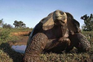 世界上最大的乌龟——加拉帕戈斯象龟