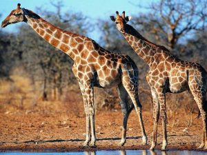 带你了解不一样的长颈鹿，长颈鹿为何如此奇葩？