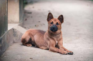 中华田园犬有哪些优势？中华田园犬聪明吗？