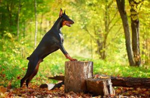 为什么那么少人养杜宾犬？杜宾犬有什么缺点吗？