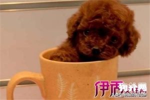 茶杯泰迪犬好不好养