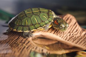 乌龟冬眠怎么养？针对乌龟的冬眠，我们应当怎么做呢？