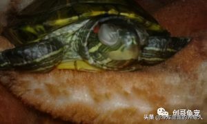 什么是乌龟白眼病？乌龟得了白眼病如何治疗？