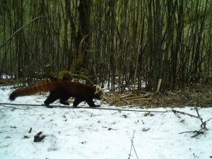 小熊猫和大熊猫、小浣熊是什么关系？