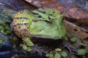 亚马逊角蛙的介绍（亚马逊角蛙吃什么东西？）