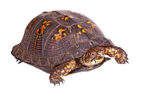 陆龟和水陆两栖龟区别（陆龟和水陆两栖龟的不同点）