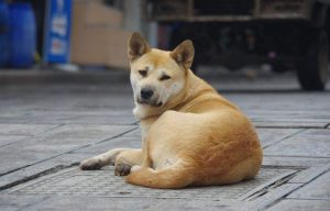 中华田园犬聪明吗