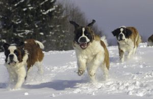 圣伯纳犬的优点是什么？圣伯纳犬喜欢吠叫吗？