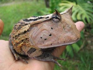 亚马逊角蛙的介绍（亚马逊角蛙吃什么东西？）