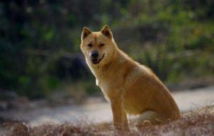 中华田园犬有哪些优势？中华田园犬聪明吗？