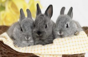 兔子的寿命有多长？兔子一般能活几年？
