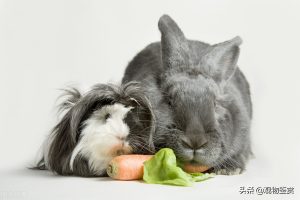 养兔子对人有哪些影响？养兔子的注意事项