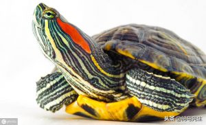 巴西龟白眼病如何防治？是水质不好导致的白眼病吗？