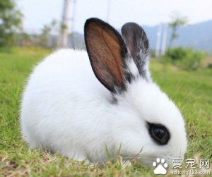 兔子是什么动物？兔子是哺乳类的动物吗？