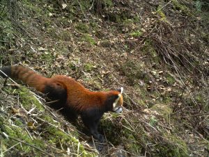 小熊猫和大熊猫、小浣熊是什么关系？