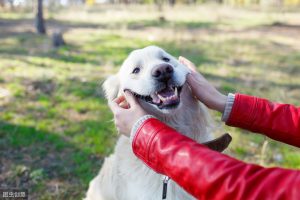 金毛犬的7大常见性格类型