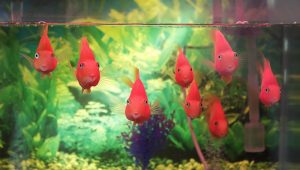 如何饲养血红鹦鹉鱼？血红鹦鹉鱼生活的水质是怎么样的？