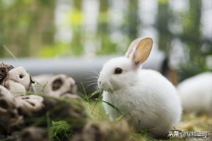 兔子什么举动是认主了?兔子认主会有什么表现？