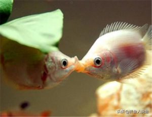 接吻鱼接吻的原因是什么？