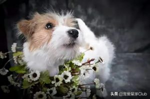 杰克罗素梗犬的资料，杰克罗素梗饲养要注意什么？