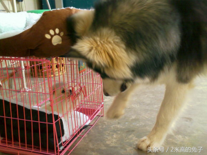 茶杯犬情缘：10块钱买了一只茶杯犬的故事