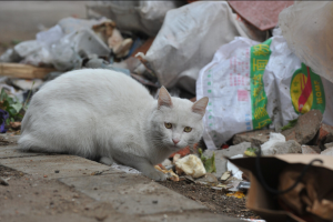 流浪猫和野猫的区别（怎么判断是不是流浪猫）