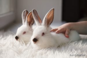 兔子什么举动是认主了?兔子认主会有什么表现？