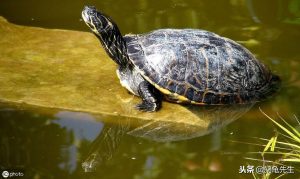 巴西龟白眼病如何防治？是水质不好导致的白眼病吗？
